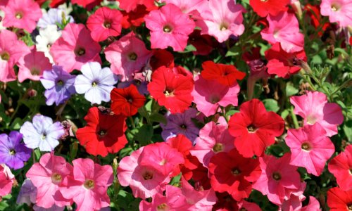 Želite vrt koji izgleda raskošno iz godine u godinu? Upravo sada ne smijete pogriješiti