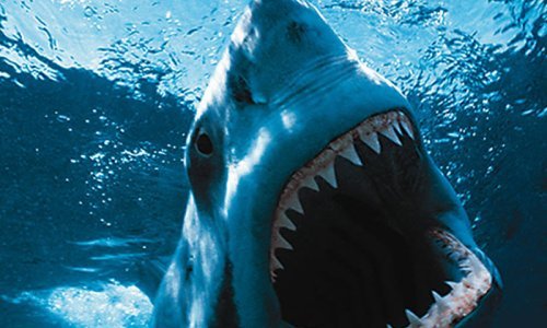 Oprez! Povlači se file morskog psa zbog velike količine žive