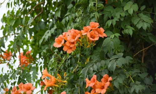 Ova prekrasna biljka zadivljuje svojim cvjetovima, ali ima i jednu opasnu stranu