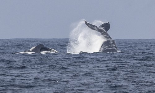 Najstarija snimka kitova pjeva otkriva kako je ocean nekad zvučao
