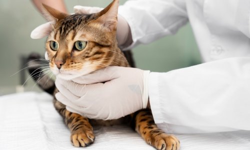 Znanstvenici otkrili iznenađujuću vezu između mačaka i ljudi oboljelih od raka