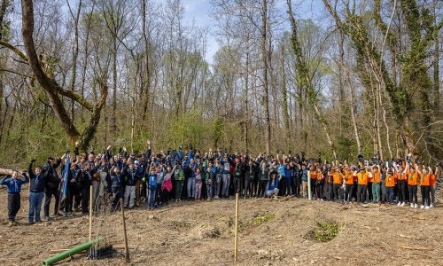 U Motovunskoj šumi posađeno 1000 sadnica hrasta lužnjaka