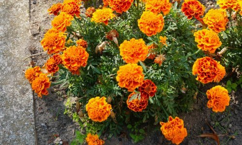 Ova zahvalna biljka najljepši je čuvar vrta jer tjera nametnike kao od šale