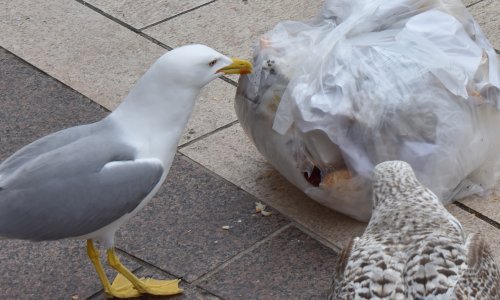 Hrvati bacaju stotine tisuća tona hrane: Država najavljuje nove jače mjere i banke hrane