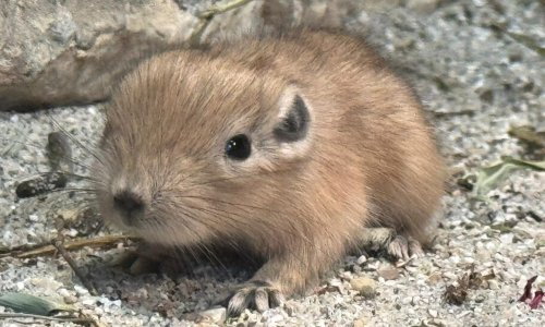 Senzacija u Zagrebu: U zoološkom vrtu okotila se dva rijetka pustinjska glodavca