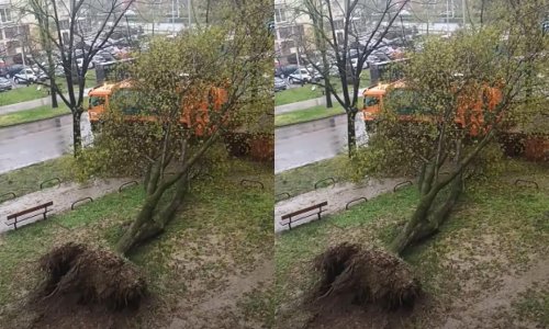 Umalo tragedija na Jarunu: Stablo poklopilo kamion Čistoće prilikom skupljanja otpada