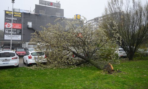 Čim krene nevrijeme, stabla se masovno ruše: Evo zašto se baš u Zagrebu javlja ovaj problem