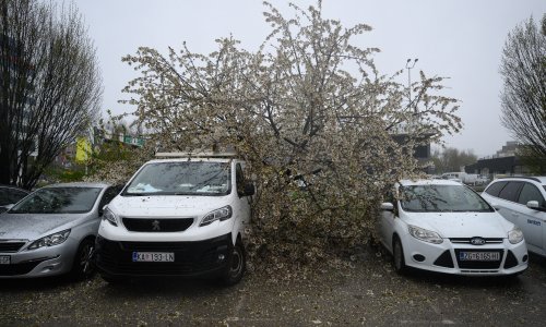 Evo kada i kako možete naplatiti štetu ako vam je stablo palo na auto