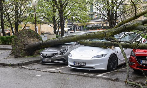Evo pod kojim je stablima najopasnije parkirati auto dok traje nevrijeme
