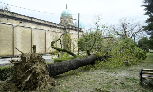 FOTO Olujni vjetar nije poštedio ni Mirogoj: Srušena i stoljetna stabla