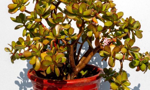 Izgleda otporno i ne baš zahtjevno, ali jedna pogreška može ovu lijepu biljku brzo uništiti