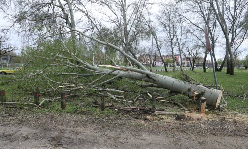 Strašne brojke: Gotovo 10 tisuća stabala oštećeno u zagrebačkom nevremenu, oko 3500 ih se mora ukloniti