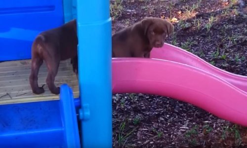 Životinje su najslađe kad su male