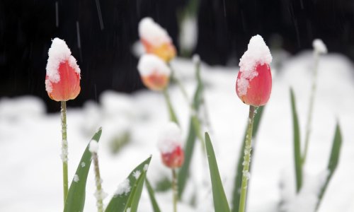 Proljetni mraz prijeti vrtu, a ova jednostavna rješenja mogu puno pomoći