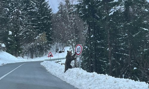 Nevjerojatan prizor iz Gorskog kotara: Medvjed uz prometni znak postao hit na mrežama