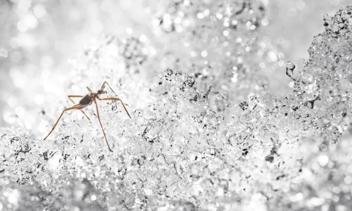 Ova mala mušica radi nešto što ne bi smjelo biti moguće