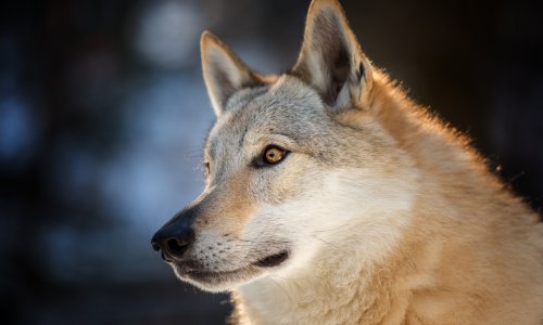 Policija uhitila vuka koji je ugrizao i ozlijedio ženu