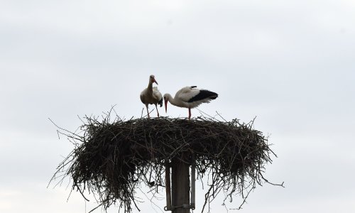 FOTO/VIDEO Klepetan se vratio s novom partnericom, jedan njegov potez rastužio je mnoge