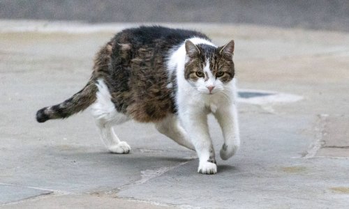 Drama u Downing Streetu: Mačak Larry pokazao zašto je 'glavni lovac' u rezidenciji premijera