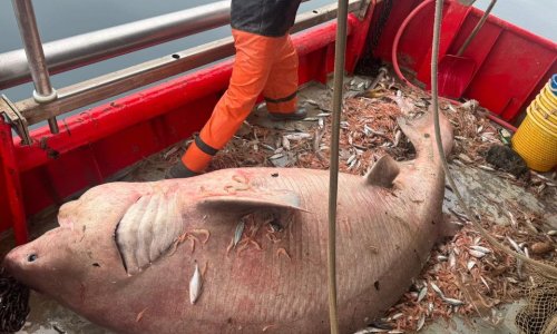 FOTO Kakva grdosija! Ribari kod Brača ulovili glavonju