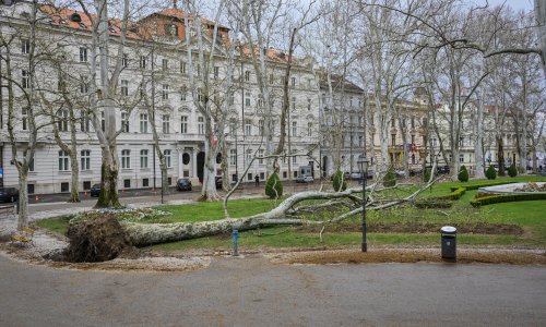 Zrinjevac ostao bez simbola: Vjetar iščupao platanu staru 153 godine