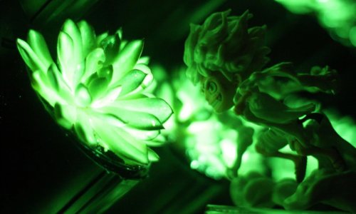 Znanstvenici predstavili genetski modificirane biljke koje svijetle u mraku