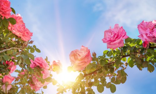 Početak travnja ključan je za ruže: Ovo napravite želite li bujan ljetni cvat