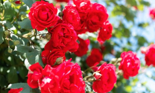 Krivi potez može ih uništiti: Ruže će raskošnije cvati ako ih sada orežete na ovaj način