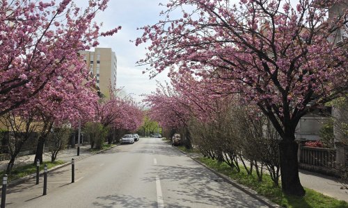 Ovo je sad najljepša zagrebačka ulica: Pogledajte čarobne prizore procvjetalih trešanja