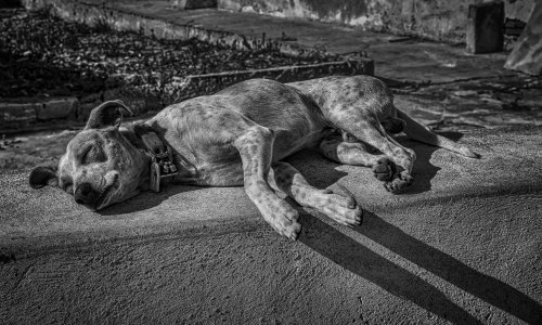 Pregazio mu psa pa pobjegao: Evo koliko odštetu je vlasnik dobio za slomljeno srce