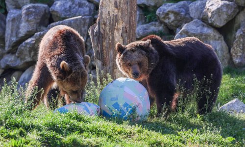 FOTO Gozba u zagrebačkom ZOO-u: Medvjedi, pande i merkati navalili na blagdanske poslastice
