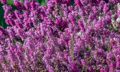 Imate sjenovit vrt? Ovih pet vrsta cvijeća u njemu će odlično uspijevati