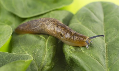 Prirodni štit za vrt: Jednostavan trik zbog kojeg će puževi zaobilaziti vaše biljke