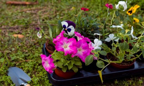 Vrt izgleda neuredno zbog trave u gredicama? Evo što savjetuju stručnjaci