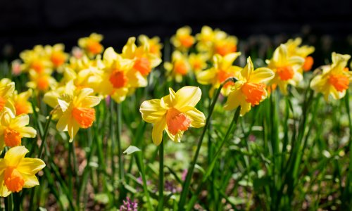 Ako želite da narcise opet lijepo procvatu, ovo trebate napraviti čim prije