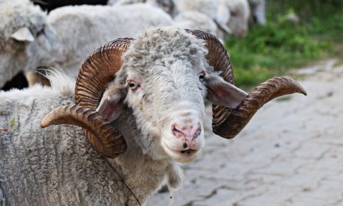 Planinari upozorili: Nasrtljivi ovan kod Knina aktivno juri i napada prolaznike