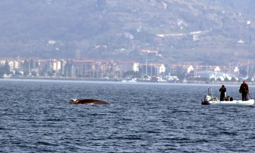 Ogromna neman izronila kraj Pule: 'Oči u oči s kitopsinom od 8 metara nije mala stvar'
