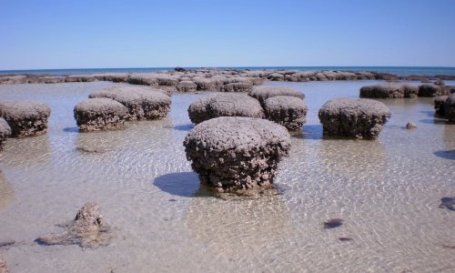 Najstariji ekosustav na svijetu otkriva kako je zapravo nastao život na Zemlji