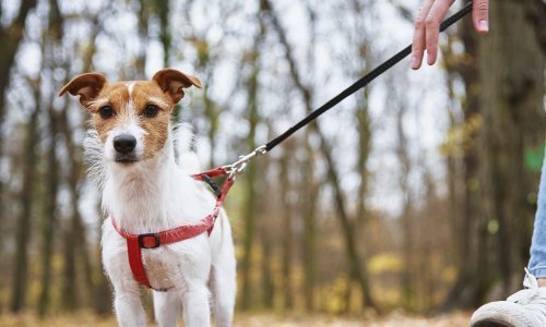 Koliko dugo šetati psa? Veterinari otkrivaju zašto 'jedna formula za sve' ne postoji