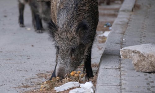 Divlje životinje sve se više privikavaju na gradove. Evo zašto je to problematično