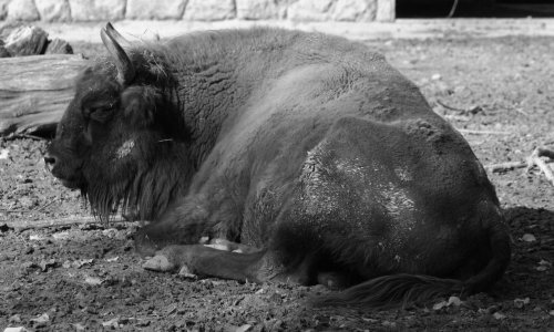 Tužna vijest iz ZOO-a: Uginula europska bizonica Ozana