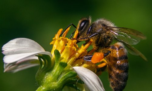 Nevjerojatno otkriće iz svijeta prirode: Pčele mogu preživjeti pod vodom i do tjedan dana