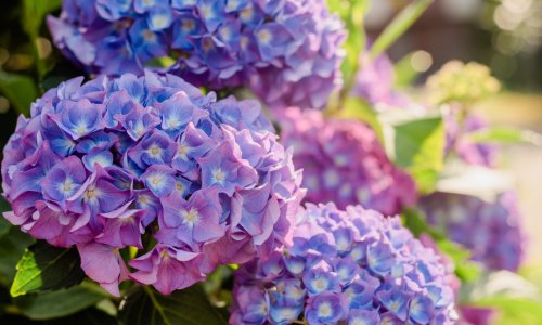 Pogrešno zalijevanje uništava hortenzije: Evo što činiti tijekom proljeća