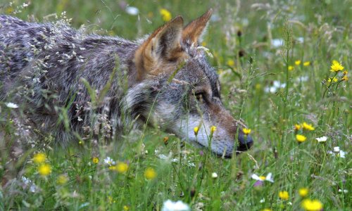 Vuk koji je pobjegao iz ZOO-a u Južnoj Koreji vraćen nakon devet dana bijega