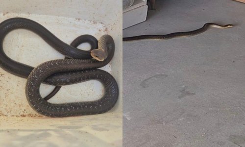 Zagrepčanka u garaži pronašla zmiju: 'Važno je ne prilaziti joj'