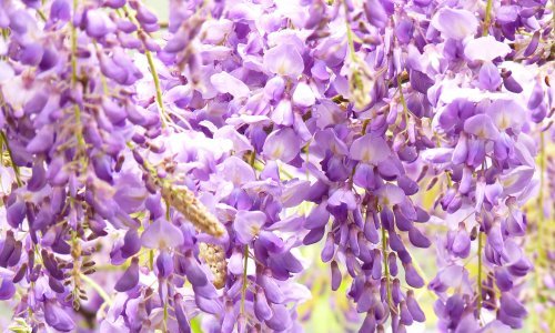 Predivne glicinije u punom su cvatu: Evo što im je potrebno za bujan i dugotrajan rast