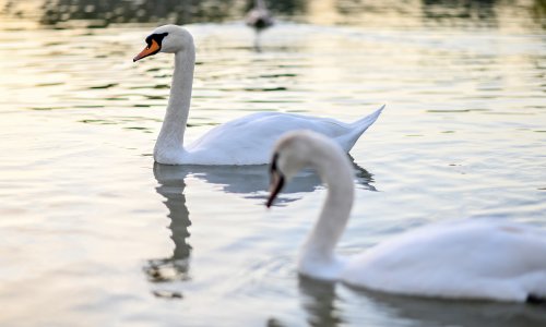 Par labudova uginuo na Bundeku nakon napada psa: 'Bili su kao Klepetan i Malena'