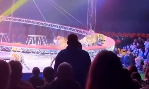 VIDEO Dramatične snimke iz Rusije: Tigar u cirkusu skočio među gledatelje