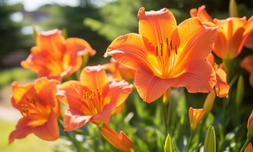 Spektakl u vrtu: Ova šarena trajnica nevjerojatno bogato cvate, a tako malo joj je potrebno