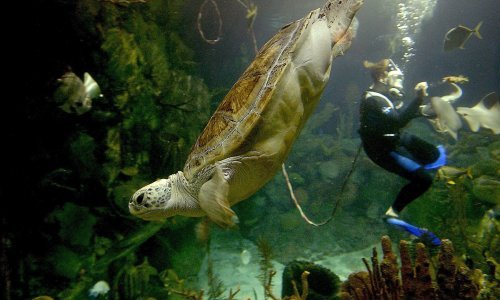 Ugrožena vrsta: Rekonstruiran gotovo cijeli životni ciklus sedmopruge usminjače